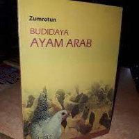 Image of budidaya ayam arab